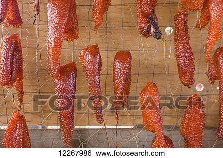 Chum salmon roe drying in a Smoke house, Kobuk, Arctic Alaska, Summer View Large Photo Image Stock Photograph - Chum salmon roe drying in a Smoke house, Kobuk, Arctic Alaska, Summer. Fotosearch