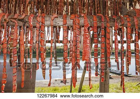 Picture - Chum salmon strips drying in a smoke house, Shungnak, Arctic Alaska, Summer. Fotosearch