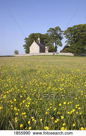 Stock Image - Church And Field Of Yellow Wildflowers, Northumberland, England. Fotosearch