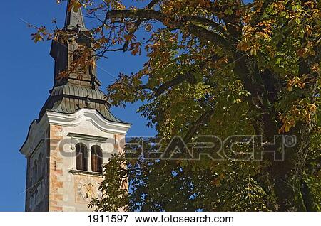 Stock Photo - Church Bell Tower Behind Tree, Little Island On Lake Bled, Slovenia. Fotosearch