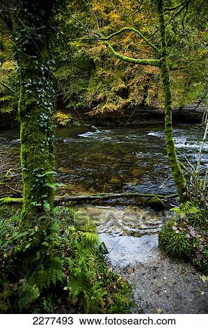 Stock Image - Circular walk near The Tarr Steps, a prehistoric clapper bridge across the River Barle in the Exmoor National Park; Somerset, England. Fotosearch