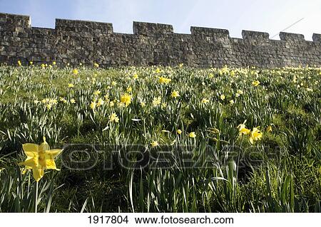 City Walls With Blooming Daffodils View Large Photo Image Picture - City Walls With Blooming Daffodils. Fotosearch