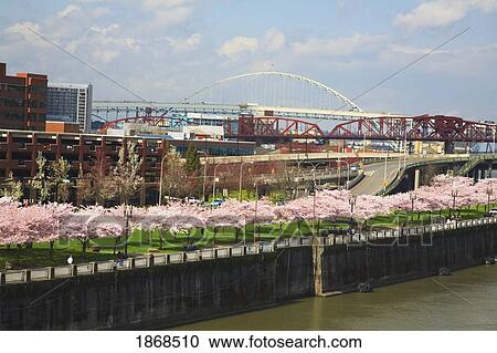 Cityscape With Trees Along River's Edge View Large Photo Image Stock Image - Cityscape With Trees Along River's Edge. Fotosearch