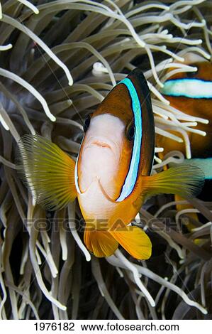 Clark's Anemonefish (Amphiprion Clarkii) And Sea Anemone; Indonesia View Large Photo Image Stock Image - Clark's Anemonefish (Amphiprion Clarkii) And Sea Anemone; Indonesia. Fotosearch