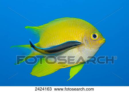 Stock Image - Cleaner wrasse (Labroides dimidiatus); Mabul Island, Malaysia. Fotosearch