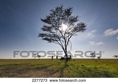 Client and guide having breakfast beneath large acacia tree on grassland, Ol Pejeta Conservancy; Kenya View Large Photo Image Stock Image - Client and guide having breakfast beneath large acacia tree on grassland, Ol Pejeta Conservancy; Kenya. Fotosearch