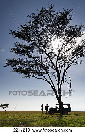 Stock Photo - Client and guide having breakfast beneath large acacia tree on grassland, Ol Pejeta Conservancy; Kenya. Fotosearch