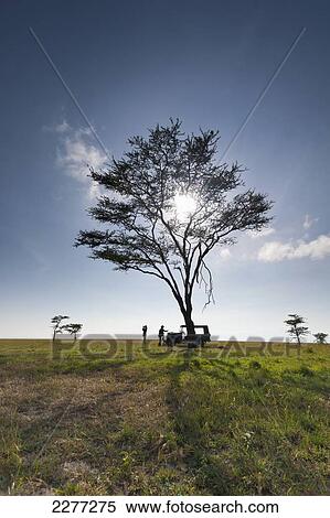 Client and guide having breakfast beneath large acacia tree on grassland, Ol Pejeta Conservancy; Kenya View Large Photo Image Stock Photography - Client and guide having breakfast beneath large acacia tree on grassland, Ol Pejeta Conservancy; Kenya. Fotosearch