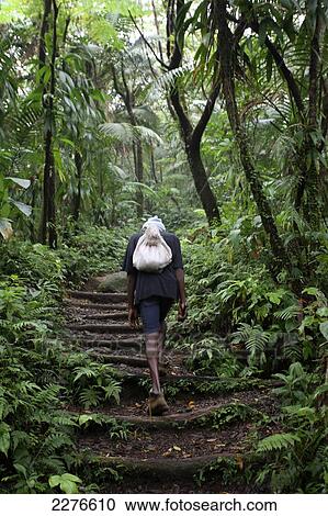 Stock Image - Climb to La Soufriere Volcano; St. Vincent and the Grenadines. Fotosearch