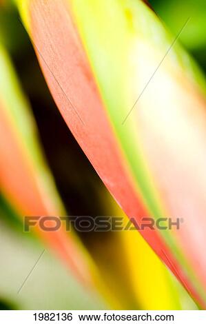 Close-up abstract of colorful tropical leaf View Large Photo Image Stock Photograph - Close-up abstract of colorful tropical leaf. Fotosearch
