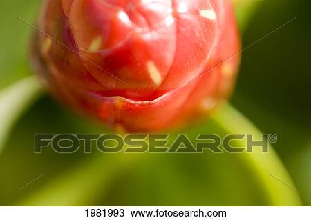 Stock Image - Close-up abstract of tropical flower bud. Fotosearch