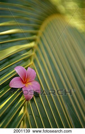Close-Up Angled View Of One Pink Plumeria On Coconut Palm Leaf, Selective Focus View Large Photo Image Stock Photo - Close-Up Angled View Of One Pink Plumeria On Coconut Palm Leaf, Selective Focus. Fotosearch