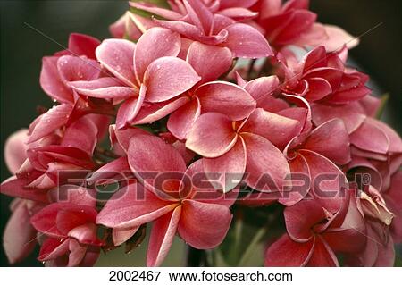 Close-Up Bunch Of Dark Pink Plumeria Blossoms View Large Photo Image Stock Photo - Close-Up Bunch Of Dark Pink Plumeria Blossoms. Fotosearch