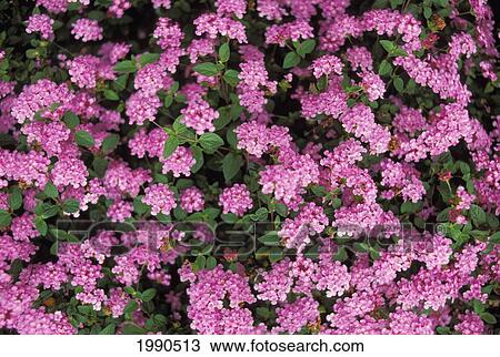 Close-Up Bunch Of Pink Flowers Growing On Bush View Large Photo Image Stock Image - Close-Up Bunch Of Pink Flowers Growing On Bush. Fotosearch