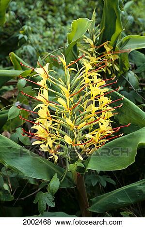 Close-Up Bunch Of Yellow Kahili Ginger (Hedychium Gardnerianum) On Plant View Large Photo Image Stock Photo - Close-Up Bunch Of Yellow Kahili Ginger (Hedychium Gardnerianum) On Plant. Fotosearch