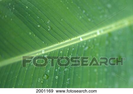 Stock Photo - Close-Up Detail Green Banana Leaf With Droplets Of Water, Dew. Fotosearch