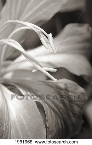 Stock Photo - Close-up detail of a hong kong orchid (black and white photograph). Fotosearch