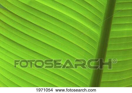 Close-Up Detail Of A Palm Leaf. View Large Photo Image Picture - Close-Up Detail Of A Palm Leaf.. Fotosearch