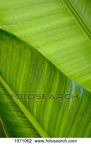 Stock Image - Close-Up Detail Of A Palm Leaf.. Fotosearch