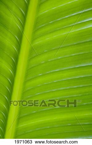 Stock Image - Close-Up Detail Of A Palm Leaf.. Fotosearch