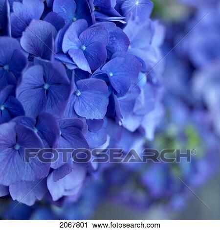 Stock Image - Close Up Detail Of Blue Hydrangea Flowers. Fotosearch