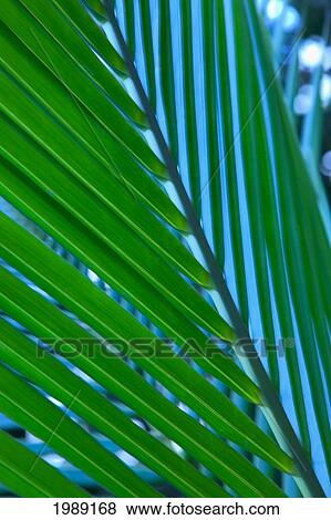 Stock Photo - Close-Up Detail Of Coconut Palm Leaf, Yellow And Green. Fotosearch