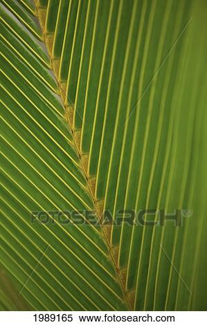 Stock Photography - Close-Up Detail Of Coconut Palm Leaf, Yellow And Green. Fotosearch