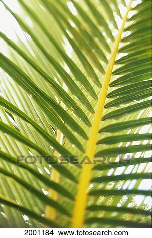 Close-Up Detail Of Coconut Palm Leaves Outdoor In Bright Sky D1743 View Large Photo Image Picture - Close-Up Detail Of Coconut Palm Leaves Outdoor In Bright Sky D1743. Fotosearch