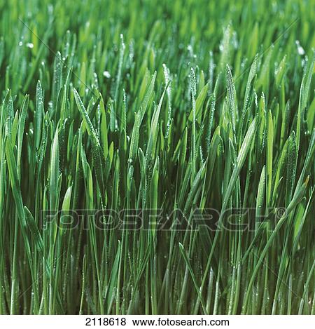 Stock Photo - Close-Up Detail Of Fresh Wet Grass. Fotosearch