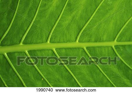 Stock Image - Close-Up Detail Of Green Elephant Ear Leaf With Drops Of Water. Fotosearch