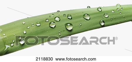 Stock Image - Close-Up Detail Of Green Leaf Covered In Water Drops. Fotosearch