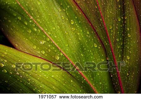 Stock Photo - Close-Up Detail Of Green Ti Leaf With Raindrops.. Fotosearch