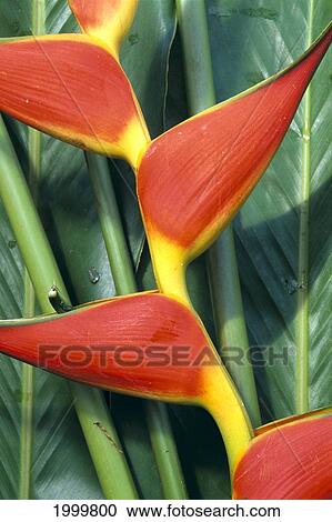 Stock Image - Close-Up Detail Of Heliconia C1665. Fotosearch