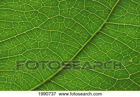 Stock Photo - Close-Up Detail Of Leaf With Vein Patterns Beautiful Texture. Fotosearch