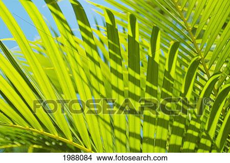 Picture - Close-Up Detail Of Light Green Palm Leaves With Shadow Pattern Against Blue Sky. Fotosearch
