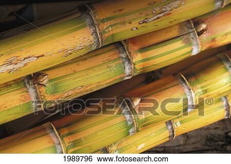 Stock Photograph - Close-Up Detail Of Mature Sugar Cane Stalks. Fotosearch