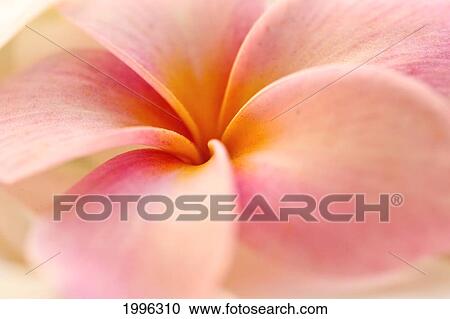 Close-Up Detail Of Pink And Orange Plumeria (Frangipani) Flower View Large Photo Image Stock Image - Close-Up Detail Of Pink And Orange Plumeria (Frangipani) Flower. Fotosearch