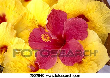 Stock Image - Close-Up Detail Of Red And Yellow Hibiscus Flowers Spread Flat, Studio Shot. Fotosearch