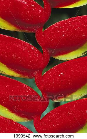Close-Up Detail Of Red Lobster Claw Heliconia, Water Drops View Large Photo Image Stock Image - Close-Up Detail Of Red Lobster Claw Heliconia, Water Drops. Fotosearch