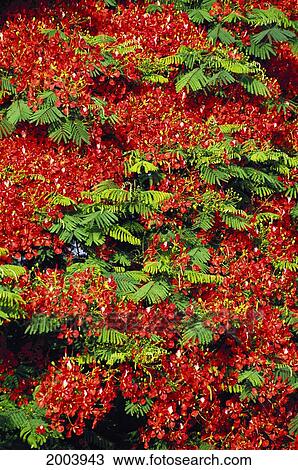 Stock Image - Close-Up Detail Of Royal Poinciana Tree With Many Blossoms. Fotosearch