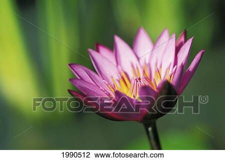 Close-Up Detail Of Single Pink Purple Water Lily Flower With Darker Tips View Large Photo Image Stock Image - Close-Up Detail Of Single Pink Purple Water Lily Flower With Darker Tips. Fotosearch