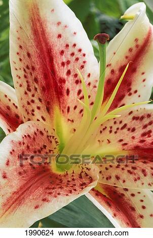 Picture - Close-Up Detail Of Single Stargazer Flower, Center. Fotosearch