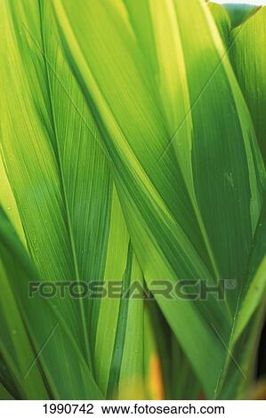 Close-Up Detail Of Ti Leaves With Backlighting And Drops Of Moisture View Large Photo Image Stock Image - Close-Up Detail Of Ti Leaves With Backlighting And Drops Of Moisture. Fotosearch