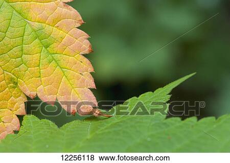 Stock Photo - Close up detail of tree leaves just beginning to turn into autumn colours; Ontario, Canada. Fotosearch