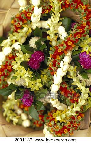 Close-Up Detail Of Various Lei Intertwined Overlapping Cigar Pikake Maile Bozu View Large Photo Image Stock Photo - Close-Up Detail Of Various Lei Intertwined Overlapping Cigar Pikake Maile Bozu. Fotosearch