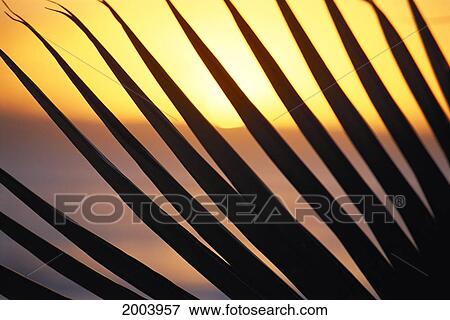Close-Up Detail Palm Fronds Silhouetted Against Golden Sunset Skies View Large Photo Image Stock Photo - Close-Up Detail Palm Fronds Silhouetted Against Golden Sunset Skies. Fotosearch