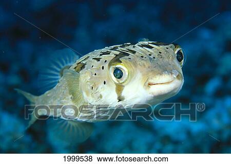 Close-Up Front View Of A Spiny Puffer Fish (Diodon Holocanthus) C1973 View Large Photo Image Stock Photo - Close-Up Front View Of A Spiny Puffer Fish (Diodon Holocanthus) C1973. Fotosearch