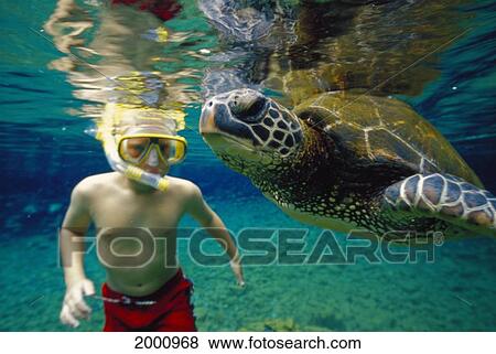 Stock Photo - Close-Up Green Sea Turtle And Boy Snorkeling, Surface Reflections (Chelonia Mydas). Fotosearch