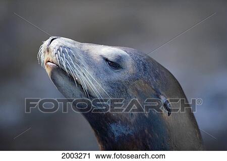 Stock Image - Close-Up Head Of Sea Lion, Eyes Half Closed. Fotosearch