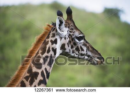 Stock Image - Close up head shot of Maasai Giraffe in Arusha National Park; Tanzania. Fotosearch